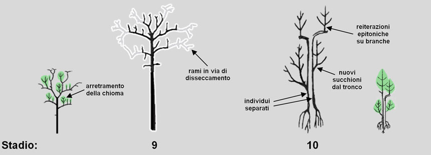 Perché il Legno è Anisotropo? Ecco Come Funziona un Albero